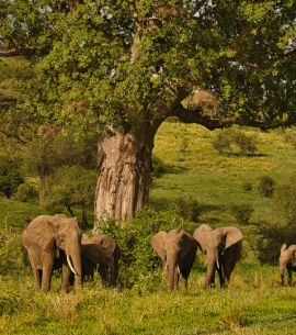 Safaris in Tansania