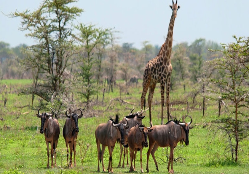 Shira Route - 6 Days Kilimanjaro Climbing