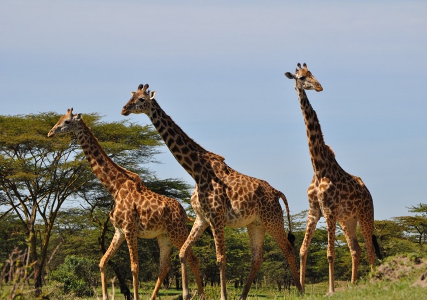 Lemosho Route - 9 Days Kilimanjaro Climbing